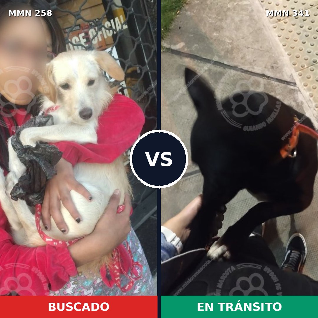 Comparativa MMS 5544: mascota perdida y mascota encontrada, 8% de similitud