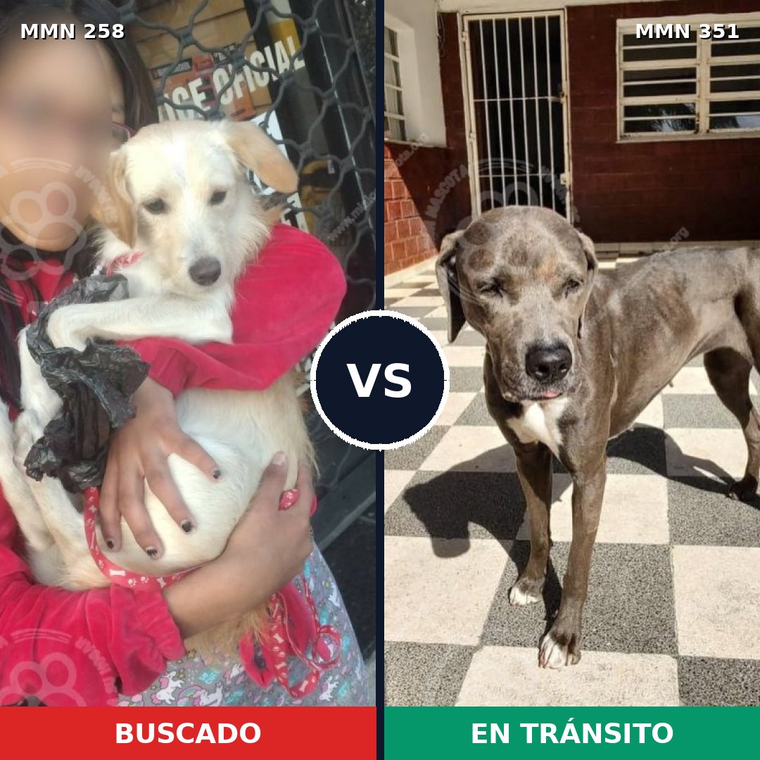Comparativa MMS 5545: mascota perdida y mascota encontrada, 7% de similitud
