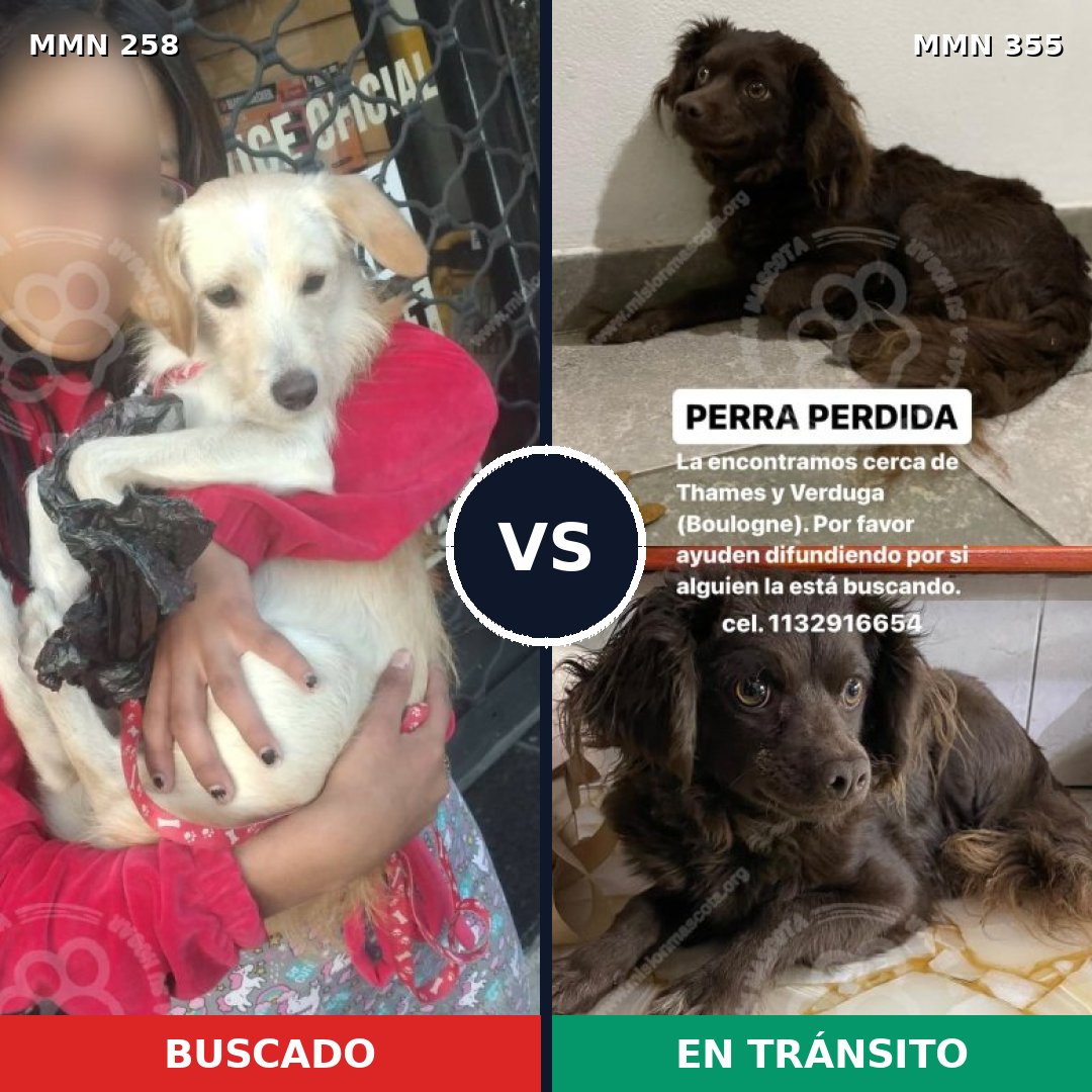Comparativa MMS 5546: mascota perdida y mascota encontrada, 8% de similitud