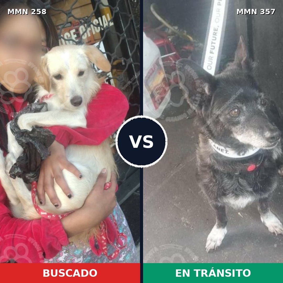 Comparativa MMS 5547: mascota perdida y mascota encontrada, 13% de similitud