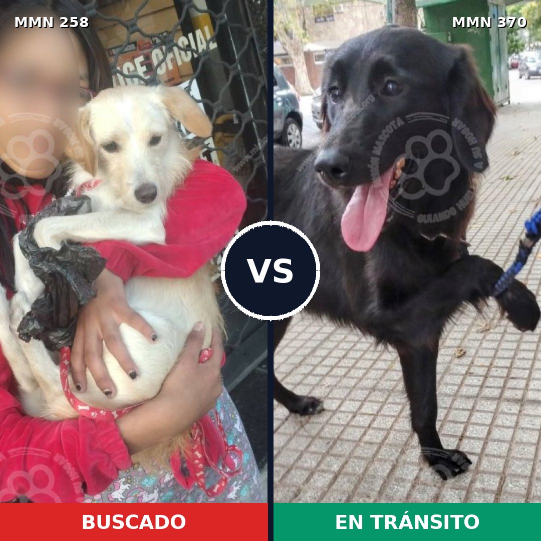 Comparativa MMS 5548: mascota perdida y mascota encontrada, 12% de similitud