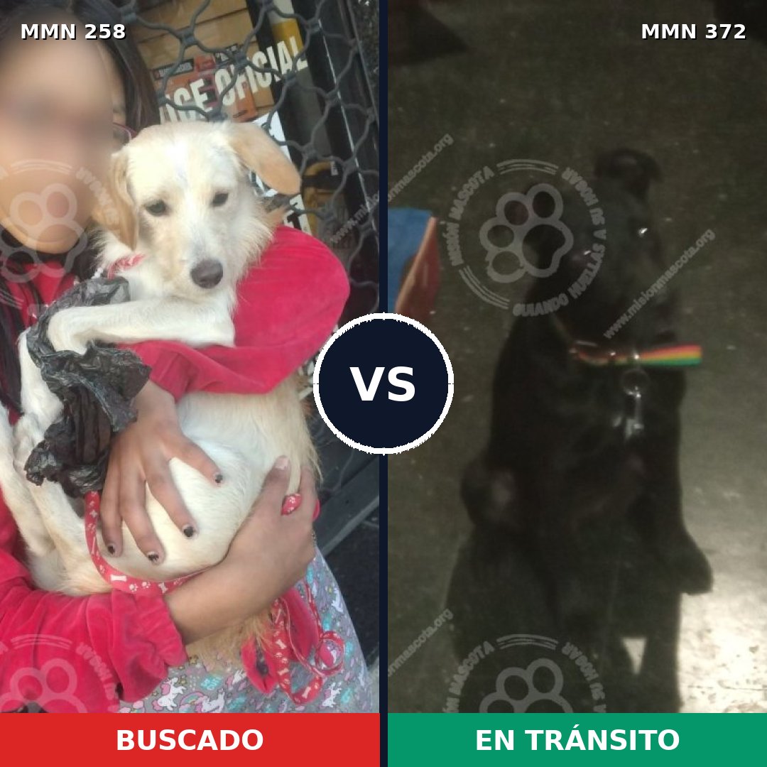 Comparativa MMS 5549: mascota perdida y mascota encontrada, 12% de similitud