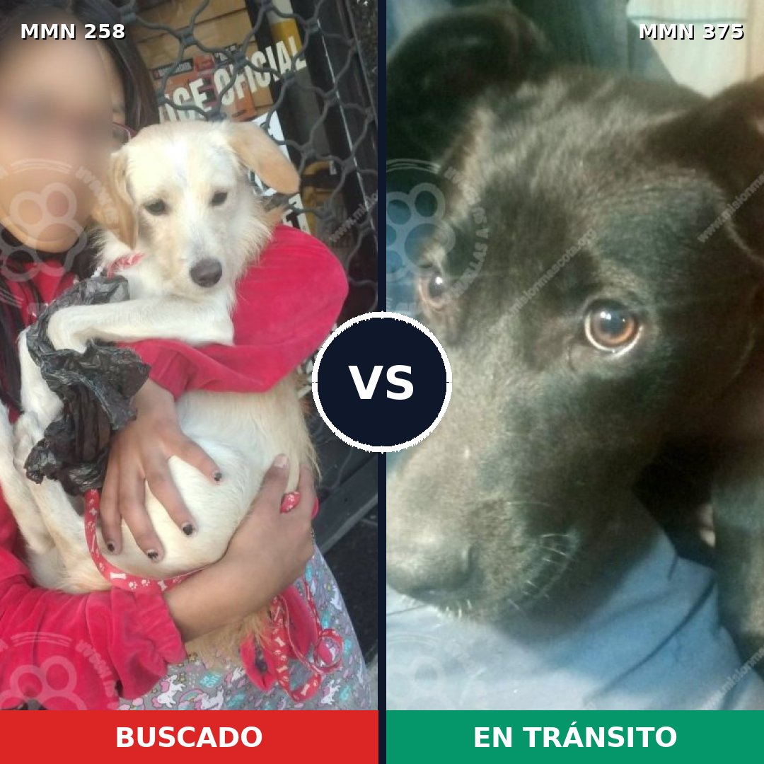 Comparativa MMS 5550: mascota perdida y mascota encontrada, 8% de similitud