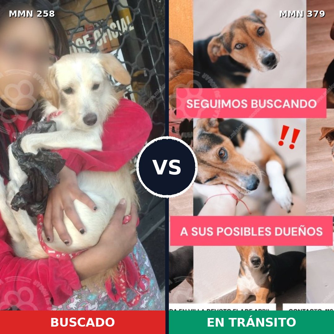 Comparativa MMS 5551: mascota perdida y mascota encontrada, 8% de similitud