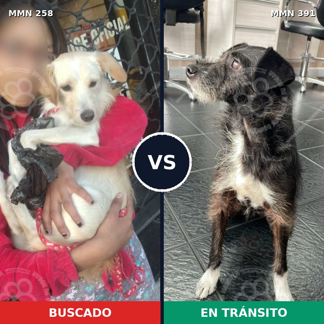 Comparativa MMS 5552: mascota perdida y mascota encontrada, 15% de similitud