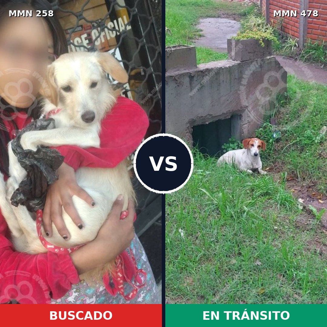 Comparativa MMS 5554: mascota perdida y mascota encontrada, 7% de similitud