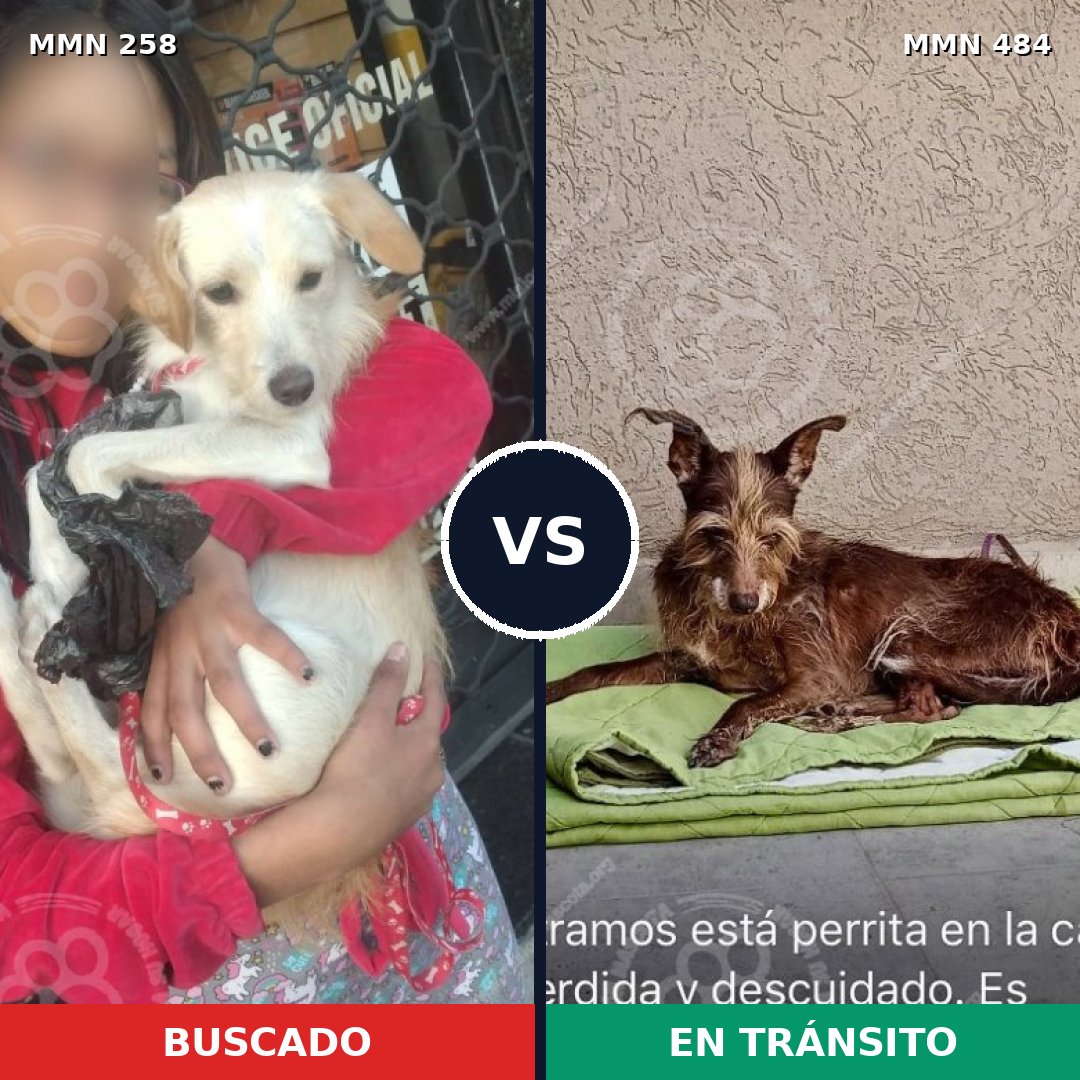 Comparativa MMS 5555: mascota perdida y mascota encontrada, 11% de similitud