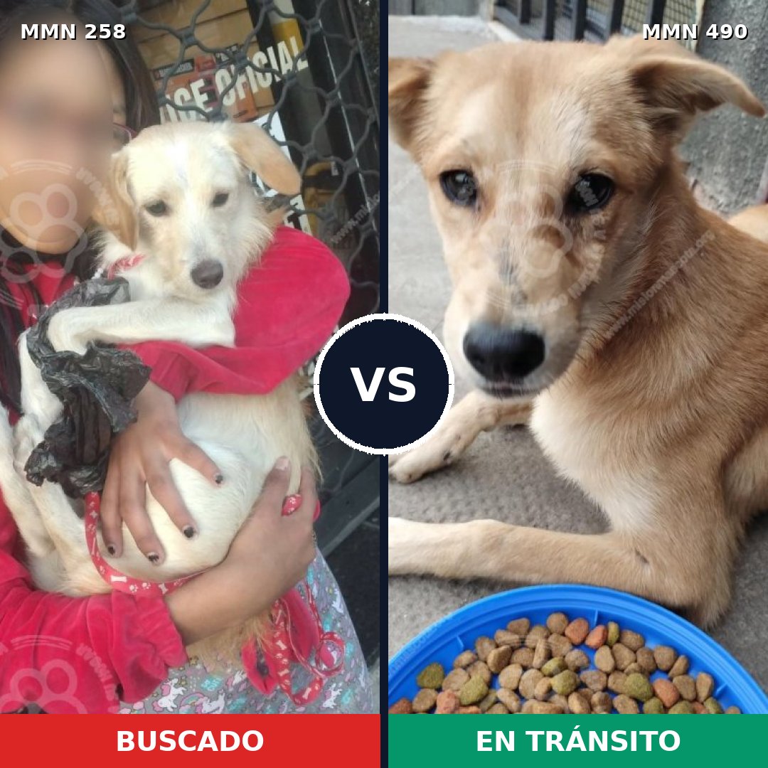 Comparativa MMS 5557: mascota perdida y mascota encontrada, 33% de similitud