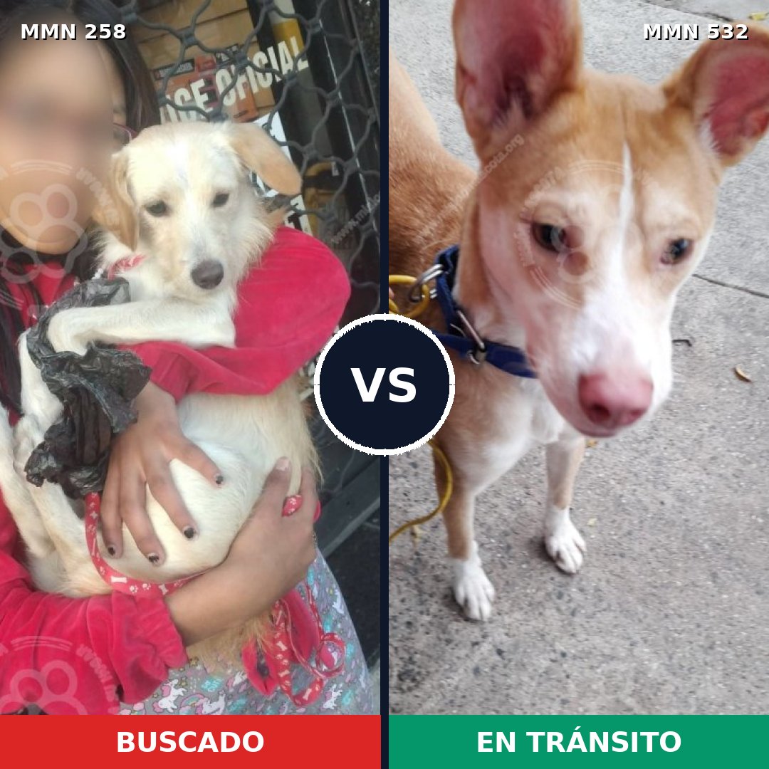 Comparativa MMS 5558: mascota perdida y mascota encontrada, 15% de similitud