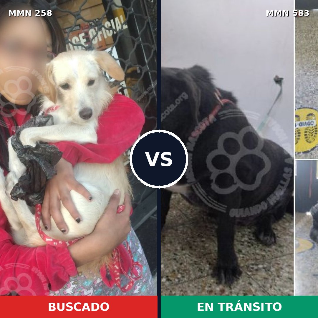 Comparativa MMS 5559: mascota perdida y mascota encontrada, 13% de similitud