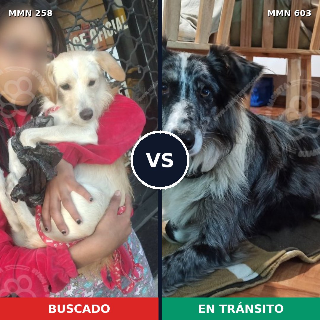 Comparativa MMS 5560: mascota perdida y mascota encontrada, 5% de similitud