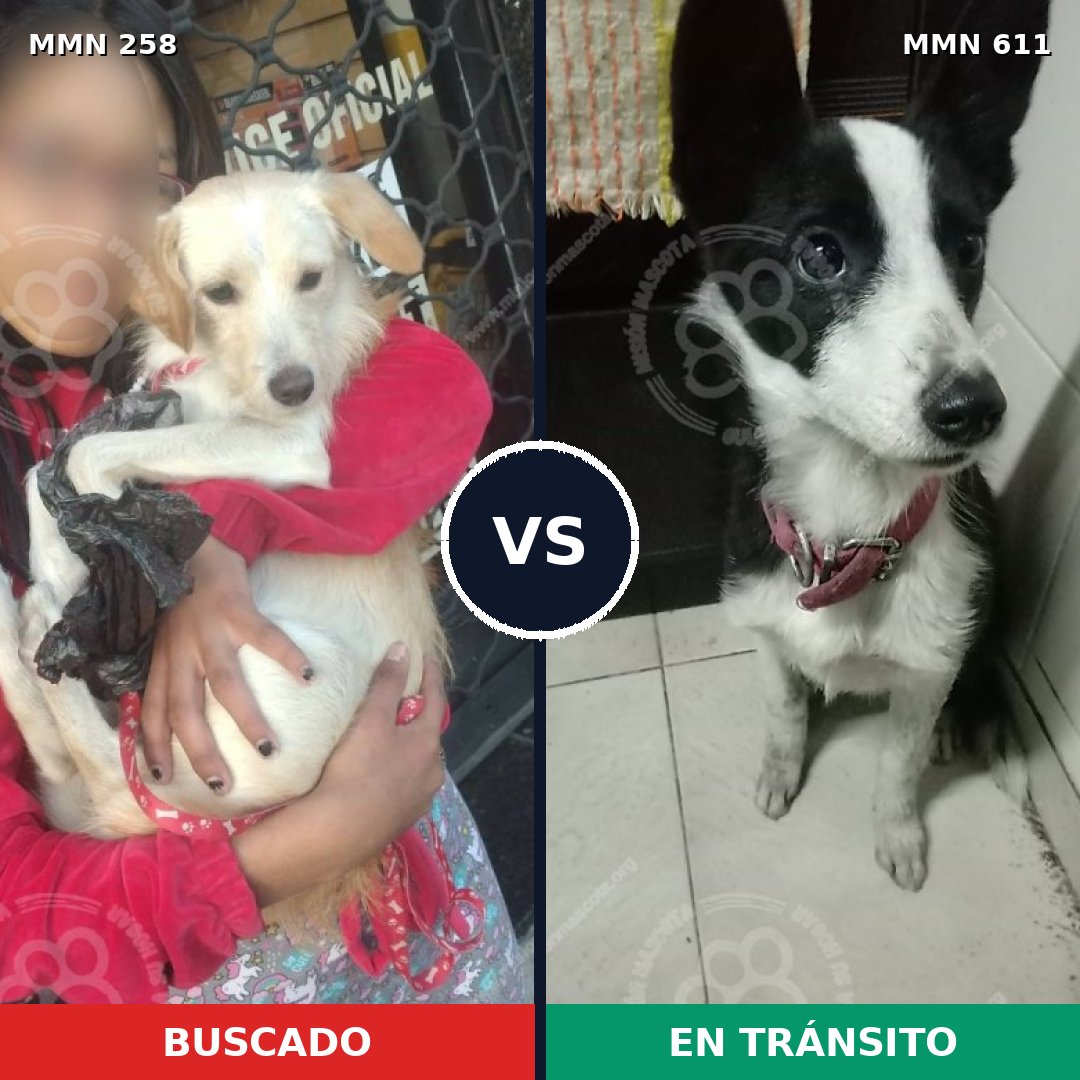 Comparativa MMS 5561: mascota perdida y mascota encontrada, 15% de similitud