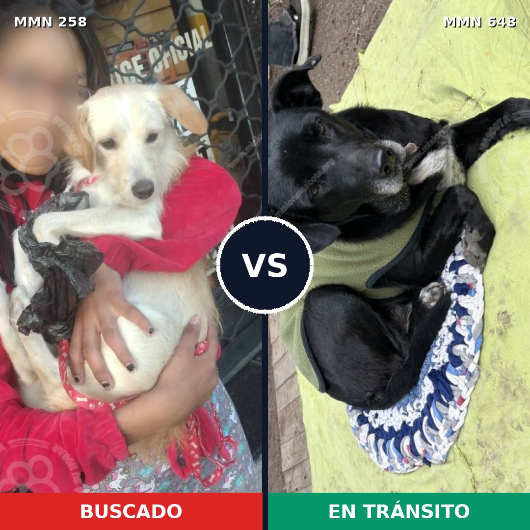 Comparativa MMS 5563: mascota perdida y mascota encontrada, 14% de similitud