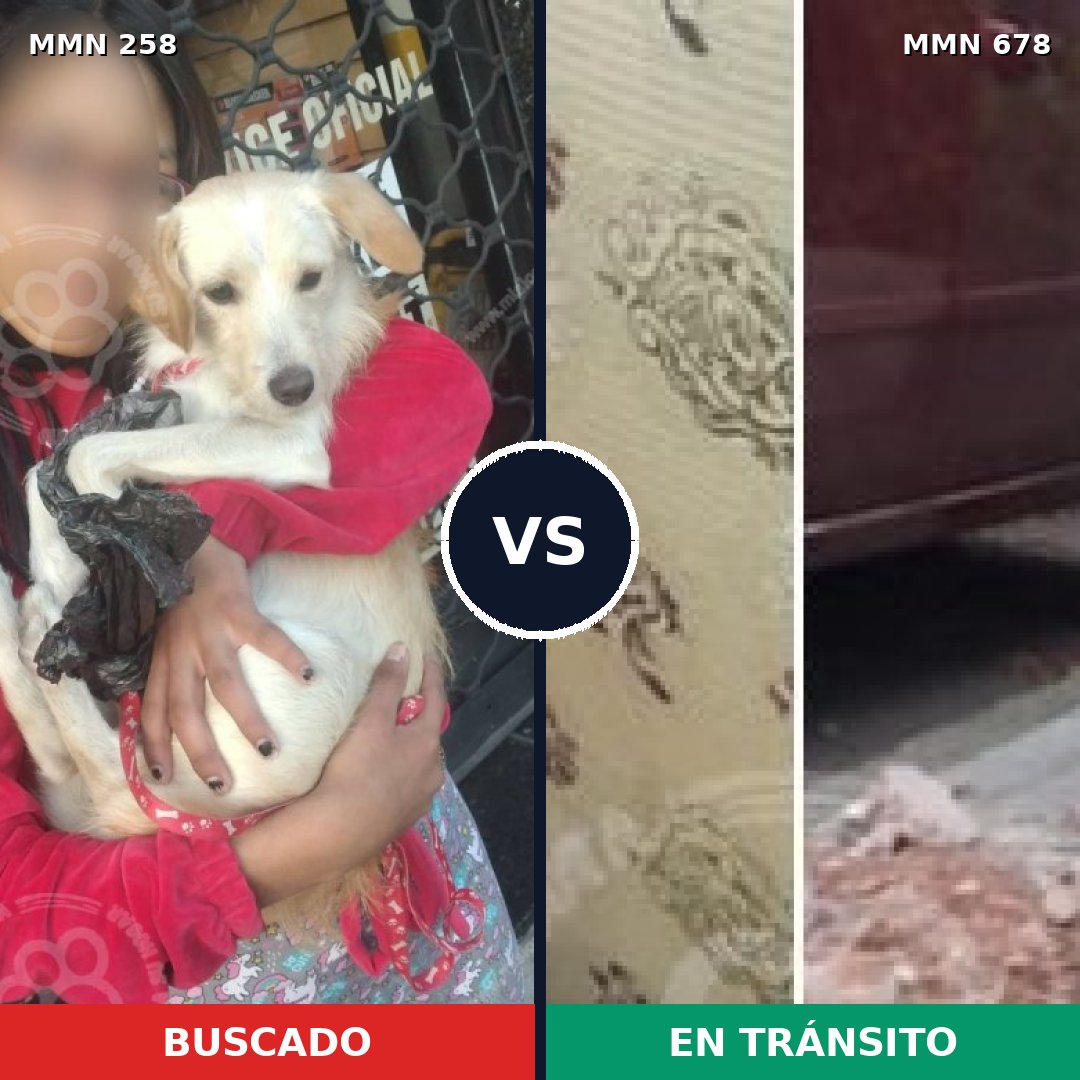 Comparativa MMS 5564: mascota perdida y mascota encontrada, 15% de similitud