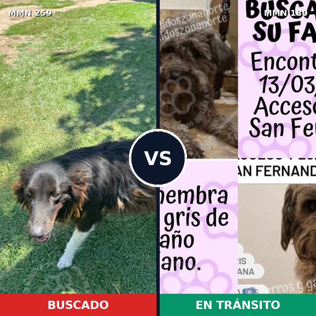 Comparativa MMS 5565: mascota perdida y mascota encontrada, 62% de similitud
