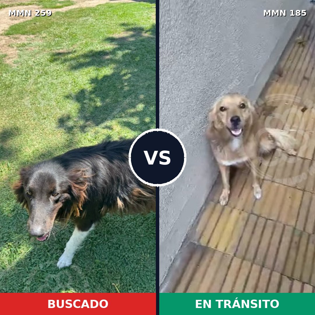 Comparativa MMS 5566: mascota perdida y mascota encontrada, 61% de similitud