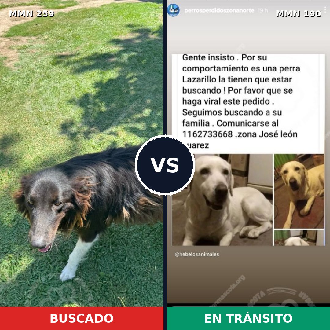 Comparativa MMS 5567: mascota perdida y mascota encontrada, 8% de similitud