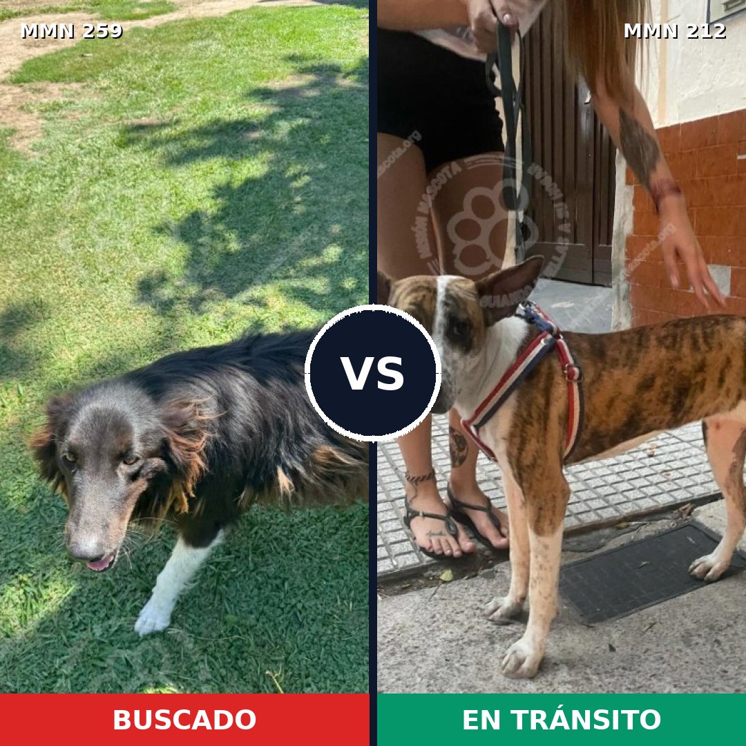 Comparativa MMS 5568: mascota perdida y mascota encontrada, 47% de similitud