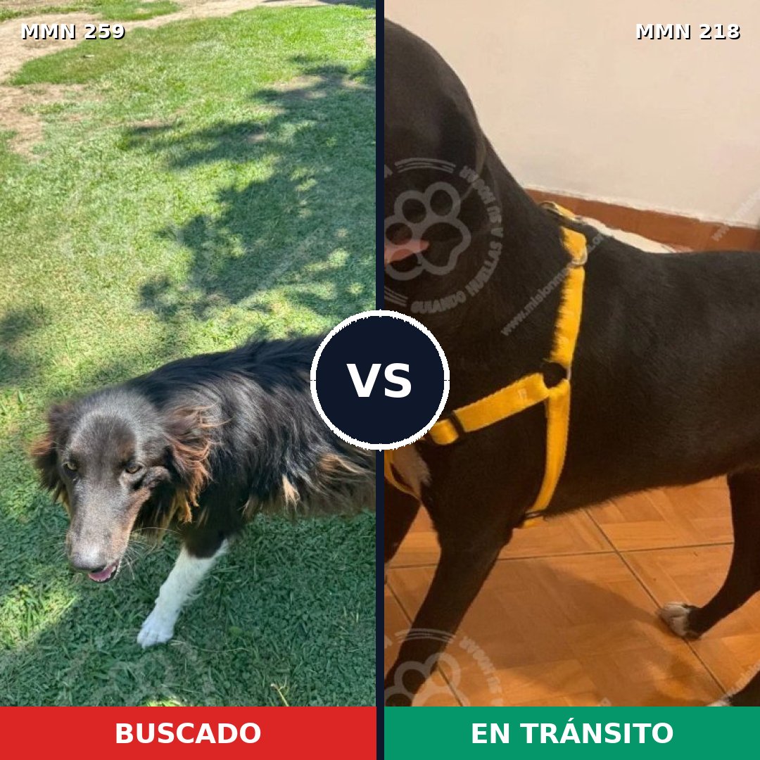 Comparativa MMS 5569: mascota perdida y mascota encontrada, 59% de similitud