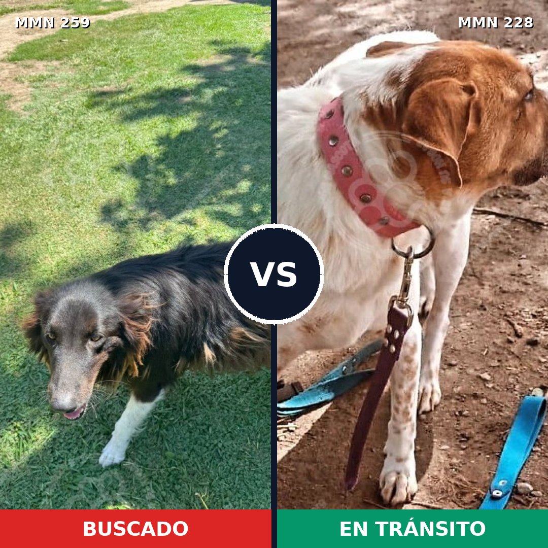 Comparativa MMS 5570: mascota perdida y mascota encontrada, 21% de similitud