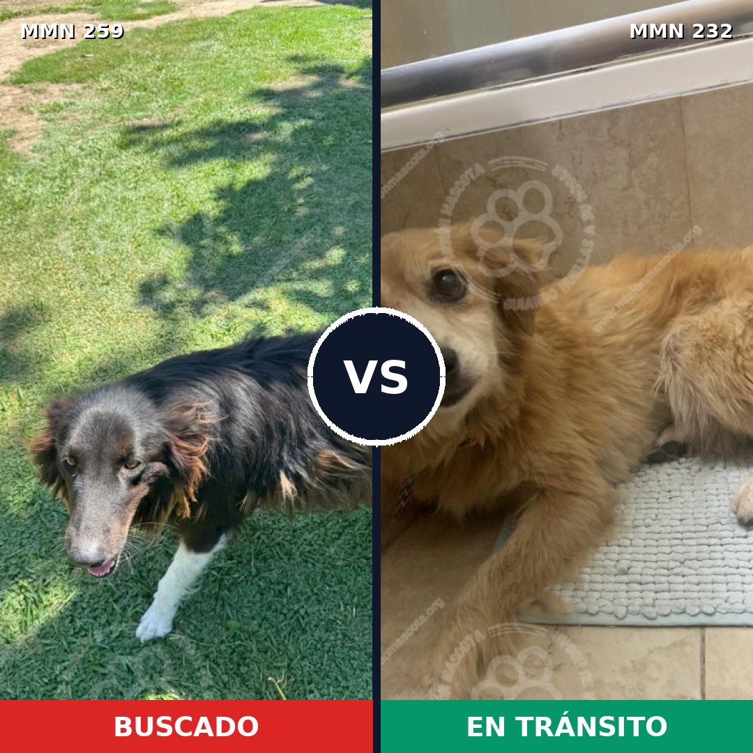 Comparativa MMS 5571: mascota perdida y mascota encontrada, 8% de similitud