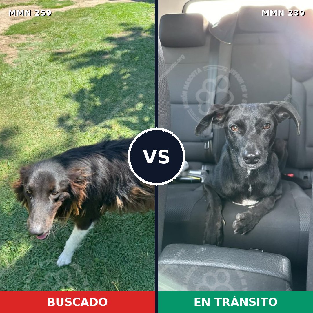 Comparativa MMS 5572: mascota perdida y mascota encontrada, 55% de similitud