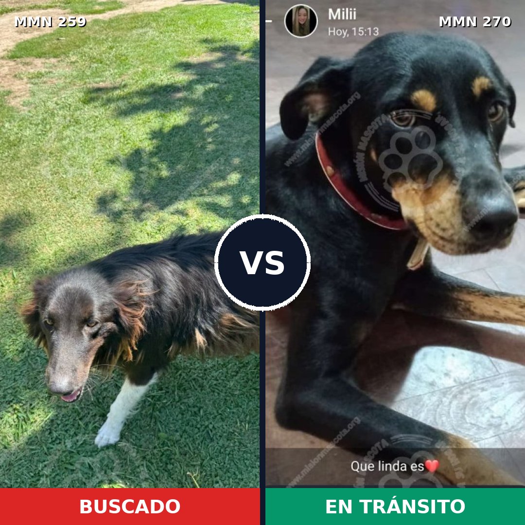 Comparativa MMS 5573: mascota perdida y mascota encontrada, 60% de similitud