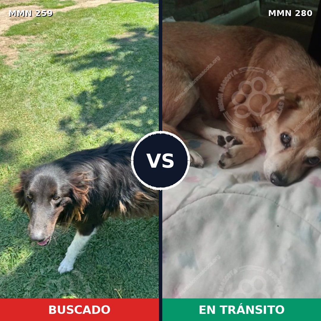 Comparativa MMS 5574: mascota perdida y mascota encontrada, 6% de similitud