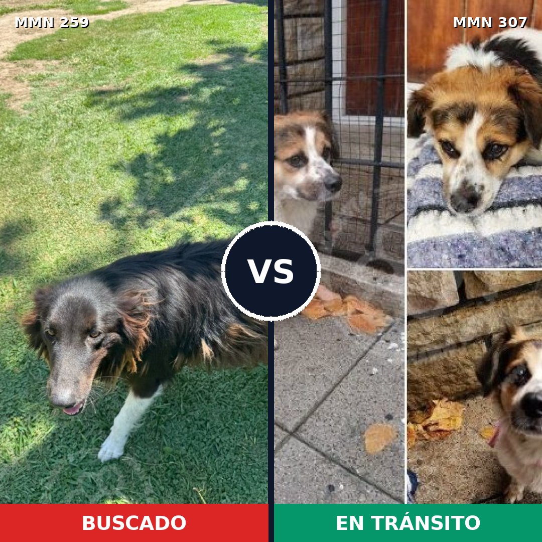 Comparativa MMS 5575: mascota perdida y mascota encontrada, 48% de similitud