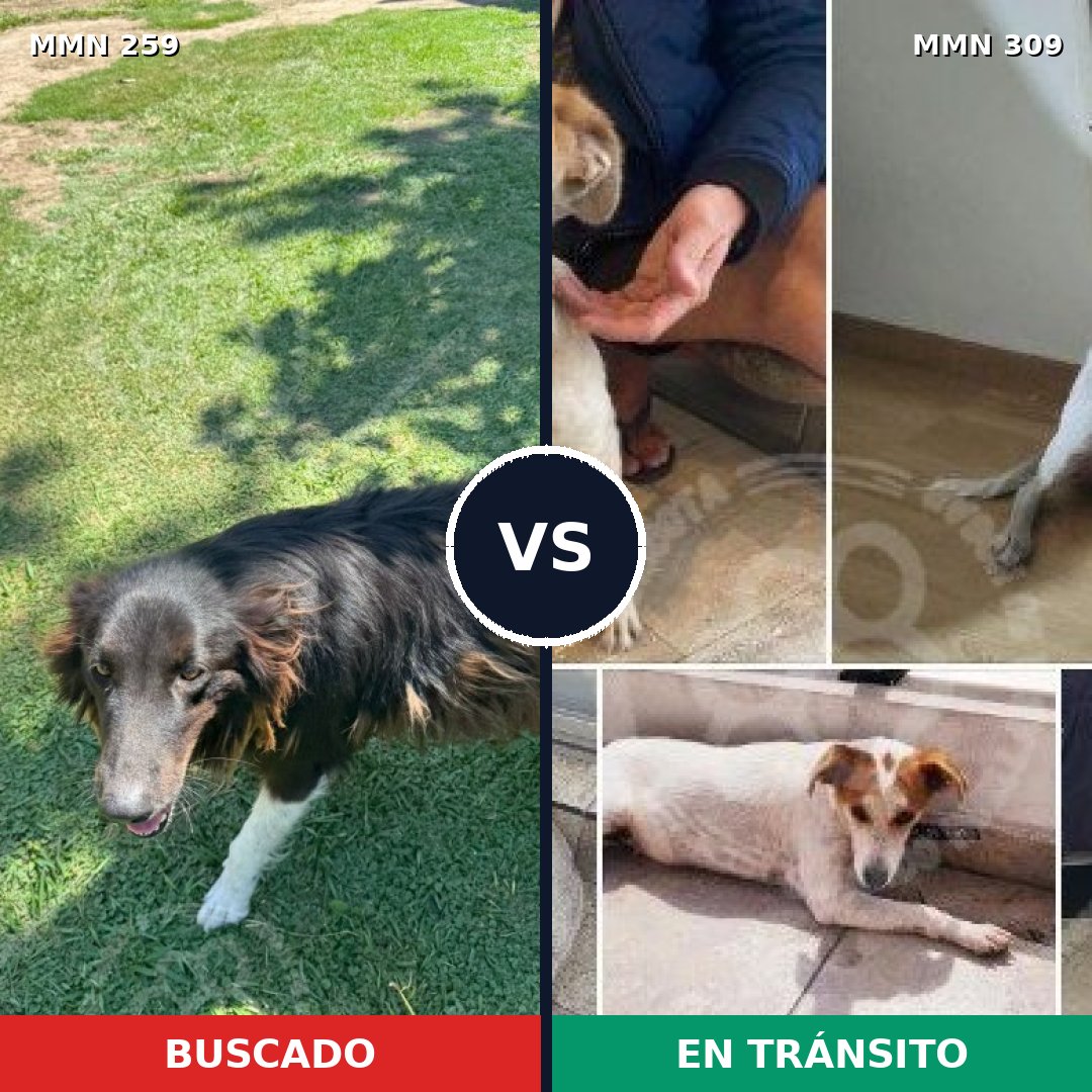 Comparativa MMS 5576: mascota perdida y mascota encontrada, 48% de similitud