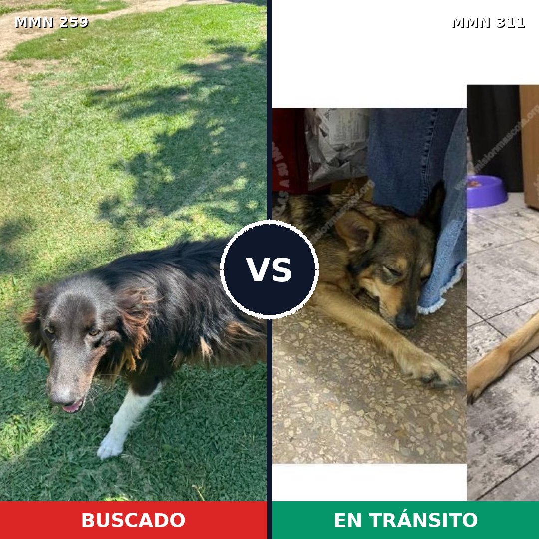 Comparativa MMS 5577: mascota perdida y mascota encontrada, 62% de similitud