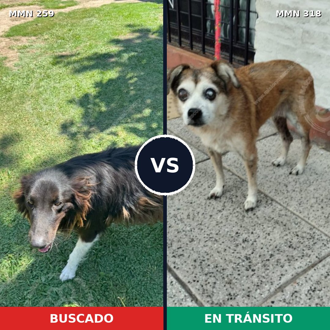 Comparativa MMS 5578: mascota perdida y mascota encontrada, 8% de similitud
