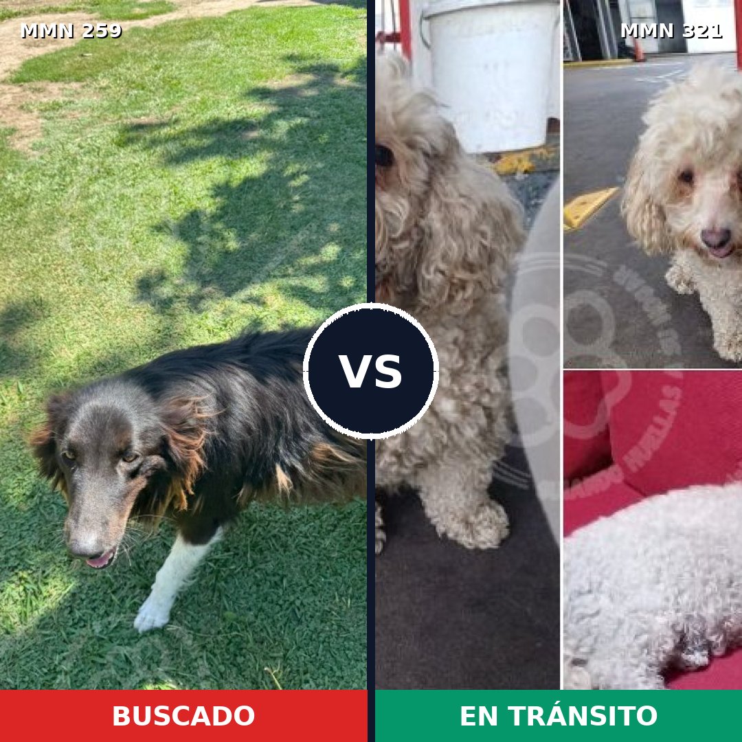 Comparativa MMS 5579: mascota perdida y mascota encontrada, 8% de similitud