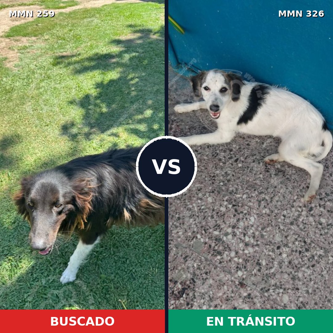 Comparativa MMS 5580: mascota perdida y mascota encontrada, 40% de similitud