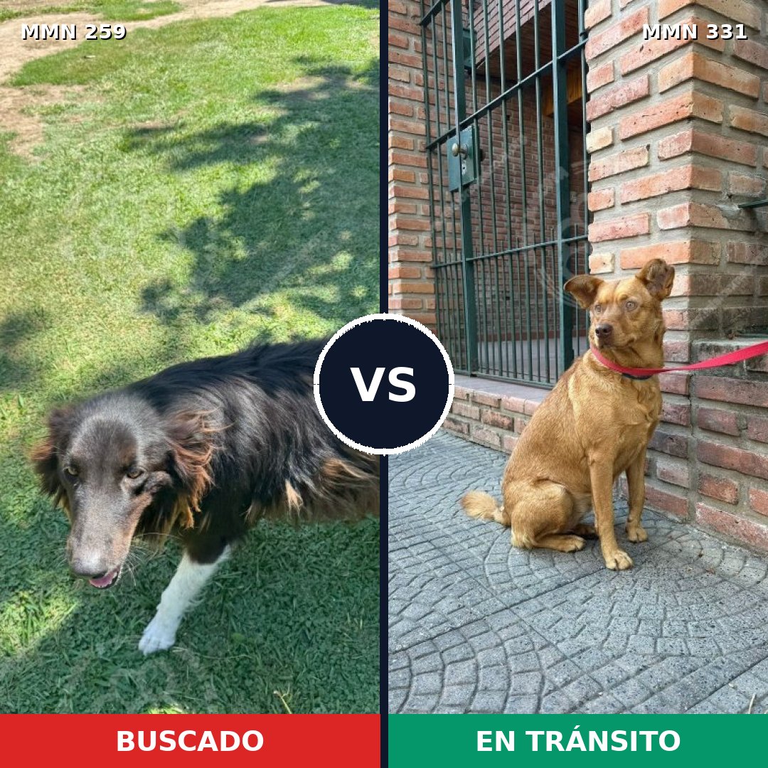Comparativa MMS 5581: mascota perdida y mascota encontrada, 42% de similitud