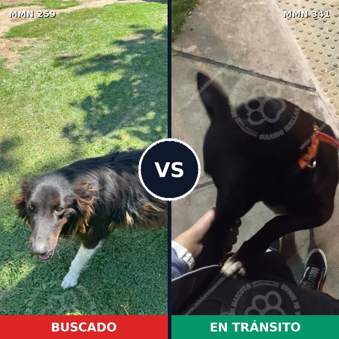 Comparativa MMS 5583: mascota perdida y mascota encontrada, 60% de similitud
