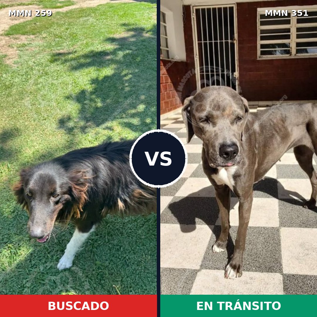 Comparativa MMS 5584: mascota perdida y mascota encontrada, 2% de similitud