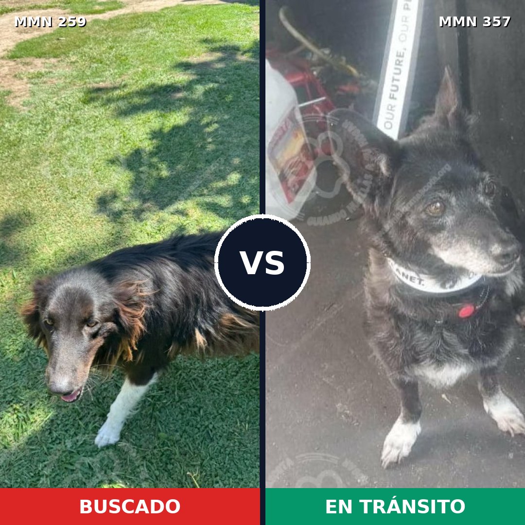 Comparativa MMS 5586: mascota perdida y mascota encontrada, 63% de similitud