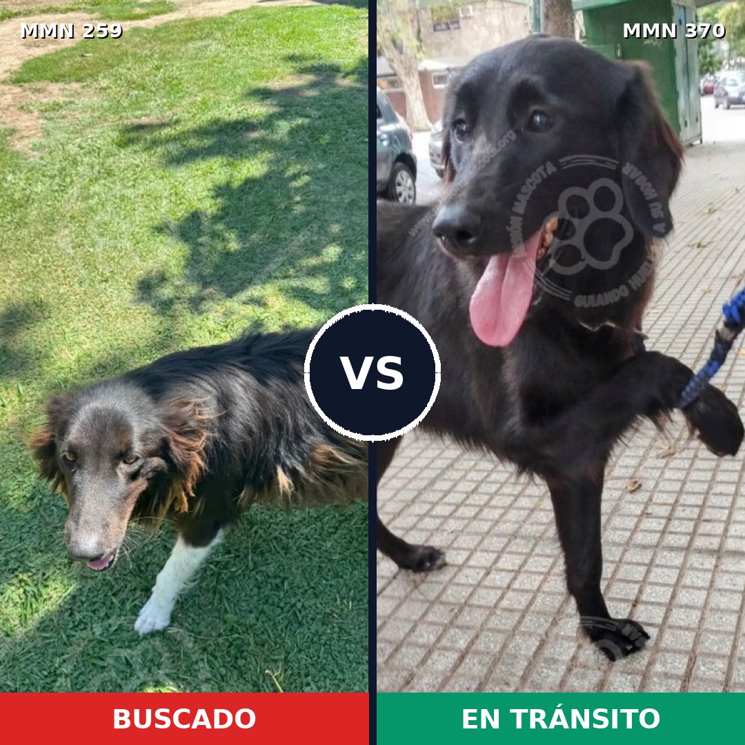 Comparativa MMS 5587: mascota perdida y mascota encontrada, 40% de similitud
