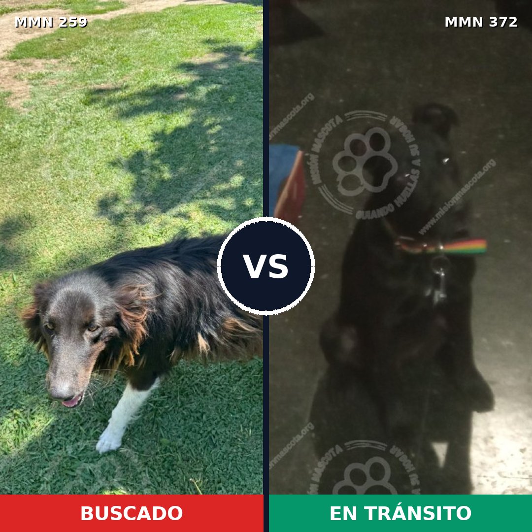 Comparativa MMS 5588: mascota perdida y mascota encontrada, 59% de similitud