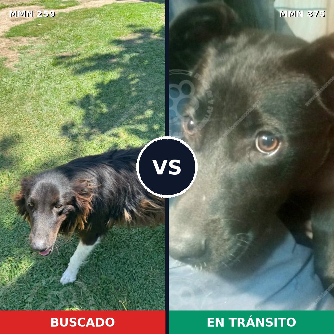 Comparativa MMS 5589: mascota perdida y mascota encontrada, 59% de similitud