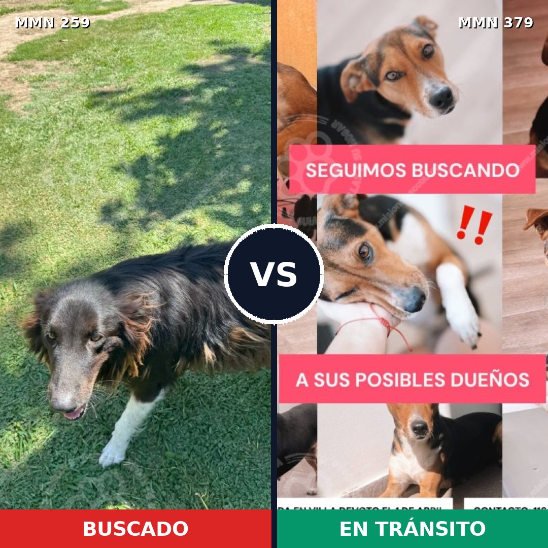 Comparativa MMS 5590: mascota perdida y mascota encontrada, 68% de similitud