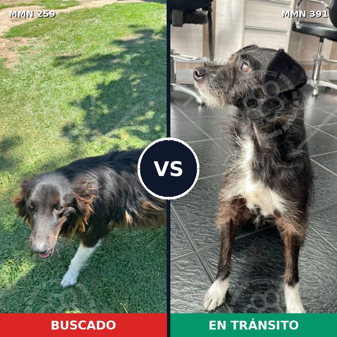 Comparativa MMS 5591: mascota perdida y mascota encontrada, 62% de similitud