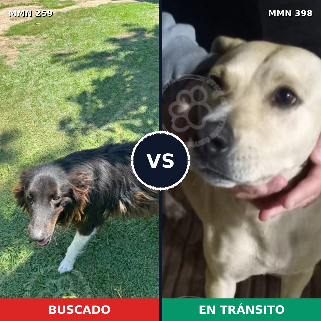Comparativa MMS 5592: mascota perdida y mascota encontrada, 46% de similitud
