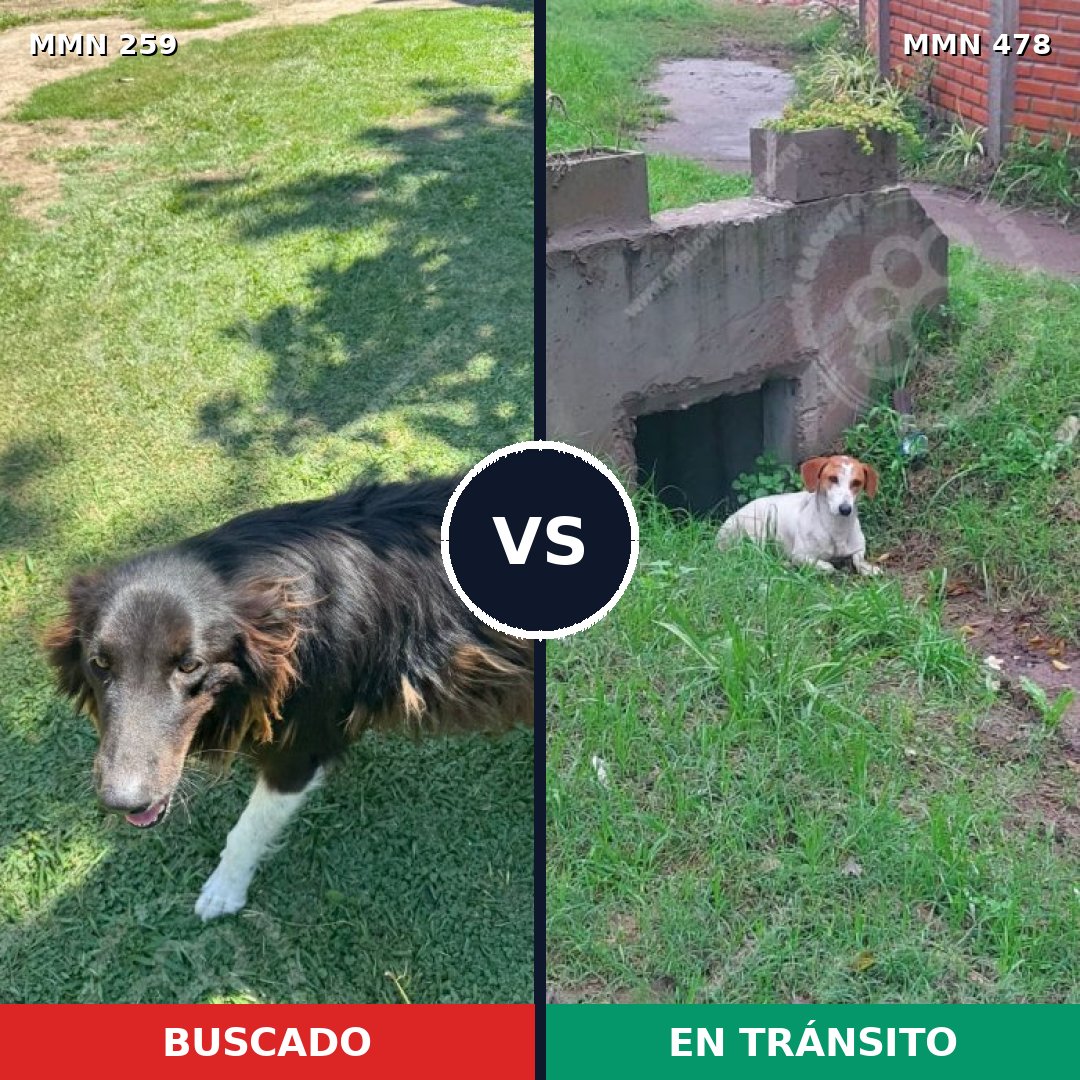 Comparativa MMS 5593: mascota perdida y mascota encontrada, 55% de similitud