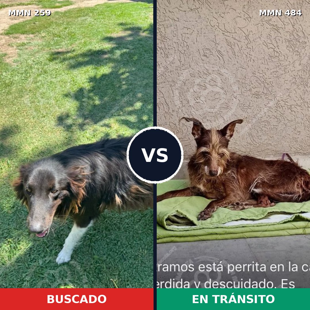 Comparativa MMS 5594: mascota perdida y mascota encontrada, 64% de similitud