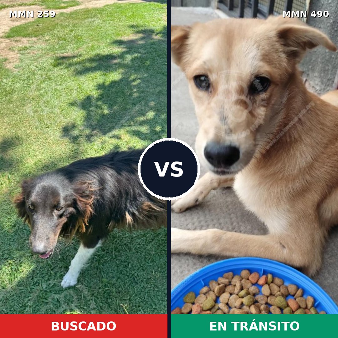 Comparativa MMS 5596: mascota perdida y mascota encontrada, 47% de similitud