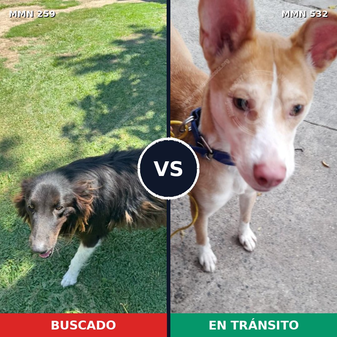 Comparativa MMS 5597: mascota perdida y mascota encontrada, 43% de similitud