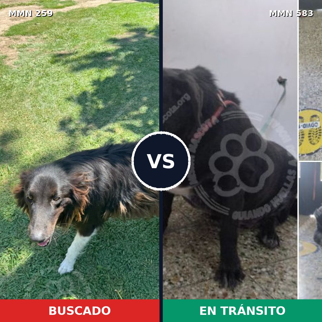 Comparativa MMS 5598: mascota perdida y mascota encontrada, 62% de similitud