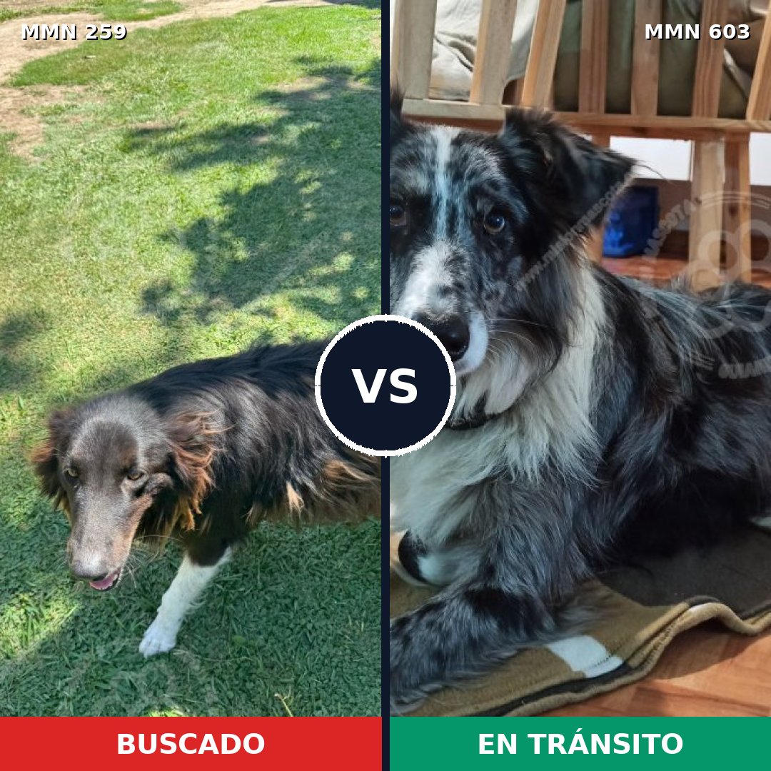 Comparativa MMS 5599: mascota perdida y mascota encontrada, 30% de similitud